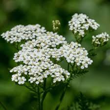 Attēlu rezultāti vaicājumam “Achillea millefolium flower”