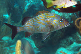 Image result for Haemulon carbonarium