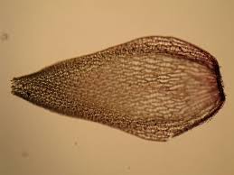 Attēlu rezultāti vaicājumam “Sphagnum capillifolium”