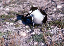 Image result for Onychoprion fuscatus