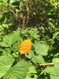 Attēlu rezultāti vaicājumam “Salix repens subsp. rosmarinifolia fruit”