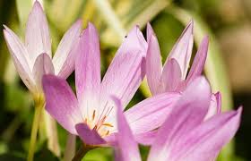 Attēlu rezultāti vaicājumam “Colchicum luteum flower”
