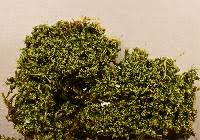 Attēlu rezultāti vaicājumam “Dicranum montanum sporophyte”