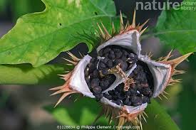 Attēlu rezultāti vaicājumam “Datura stramonium fruit”