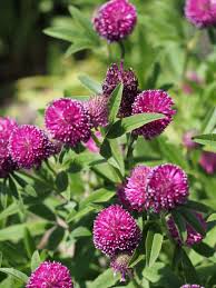 Attēlu rezultāti vaicājumam “Trifolium alpestre flower”