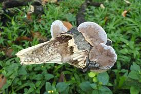 Attēlu rezultāti vaicājumam “Inonotus radiatus”