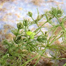 Attēlu rezultāti vaicājumam “Chara aspera”