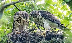 Attēlu rezultāti vaicājumam “Accipiter gentilis nest”