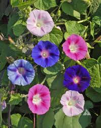 Image result for Ipomoea purpurea