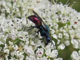 Attēlu rezultāti vaicājumam “Hedychrum sp.”