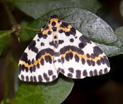 Attēlu rezultāti vaicājumam “Abraxas grossulariata imago”