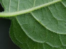 Attēlu rezultāti vaicājumam “Solanum dulcamara leaf”