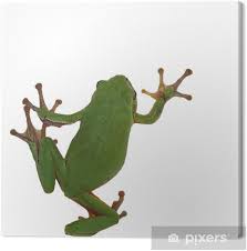 Attēlu rezultāti vaicājumam “Hyla arborea”