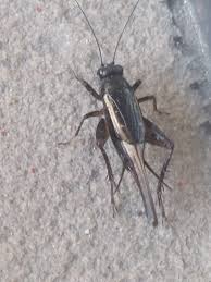 Attēlu rezultāti vaicājumam “Gryllus domesticus”