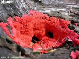 Attēlu rezultāti vaicājumam “Heterotrichia ferruginea (syn. Arcyria ferruginea) stalked”