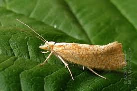 Attēlu rezultāti vaicājumam “Ypsolopha asperella”