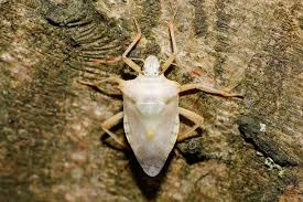 Attēlu rezultāti vaicājumam “Pentatoma rufipes”