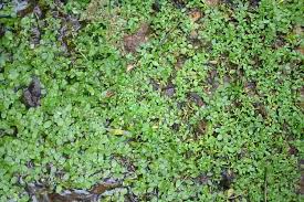 Attēlu rezultāti vaicājumam “Callitrichaceae”