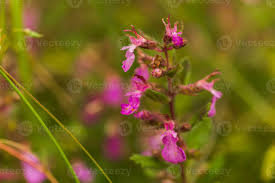 Attēlu rezultāti vaicājumam “Silene viscaria leaf”