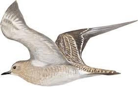 Attēlu rezultāti vaicājumam “Pluvialis apricaria”