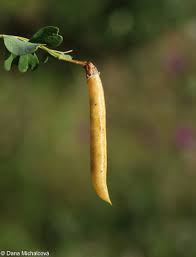 Attēlu rezultāti vaicājumam “Caragana arborescens fruit”