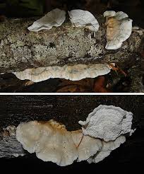 Attēlu rezultāti vaicājumam “Plicatura nivea”