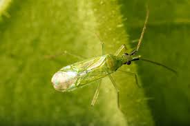 Attēlu rezultāti vaicājumam “Licea pygmaea macro”