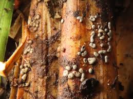 Attēlu rezultāti vaicājumam “Didymium difforme”