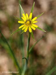 Image result for Tragopogon pratensis