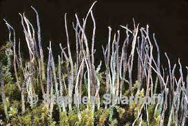 Attēlu rezultāti vaicājumam “Cladonia cornuta”