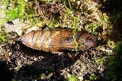 Attēlu rezultāti vaicājumam “Deilephila elpenor larva”