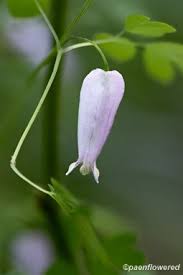 Image result for Adlumia fungosa