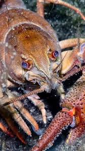 Attēlu rezultāti vaicājumam “Astacus astacus”