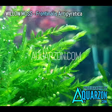 Attēlu rezultāti vaicājumam “Fontinalis antipyretica subsp. gracilis”