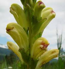 Attēlu rezultāti vaicājumam “Pedicularis sceptrum-carolinum leaf”