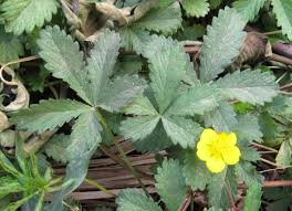 Attēlu rezultāti vaicājumam “Potentilla reptans”
