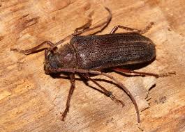 Attēlu rezultāti vaicājumam “Cerambycidae”