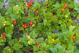 Attēlu rezultāti vaicājumam “Ribes alpinum leaf”