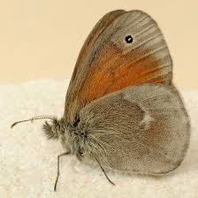 Attēlu rezultāti vaicājumam “Coenonympha tullia”