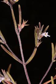 Image result for Satureja hortensis