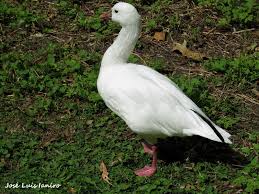 Image result for Anser caerulescens