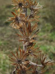 Attēlu rezultāti vaicājumam “Gnaphalium sylvaticum”