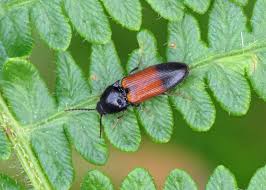 Attēlu rezultāti vaicājumam “Ampedus balteatus”