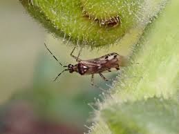 Attēlu rezultāti vaicājumam “Dicyphus nymph”