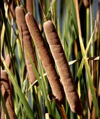 Attēlu rezultāti vaicājumam “Typha angustifolia  fruit”