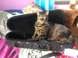 Image result for Cat sleeping in guitar