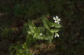 Attēlu rezultāti vaicājumam “Myosoton aquaticum”