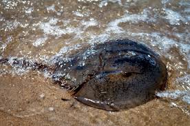 Image result for Limulus polyphemus