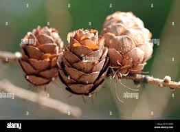 Attēlu rezultāti vaicājumam “Larix sibirica”