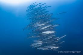 Image result for Three Seas Diving